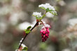 Close up of redflower currant flower and leaves with snow in early spring
