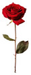 PNG  Real Pressed a red rose flower plant inflorescence