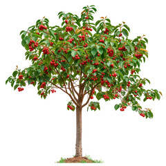 A cherry tree isolated on a white or transparent background. A close-up of a cherry tree with red cherries. A graphic design element on the theme of nature and tree care.