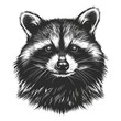 Engraving of a raccoon's face staring at you