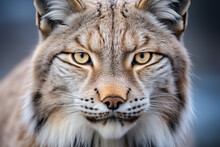 A Close Up Portrait Of A Lynx