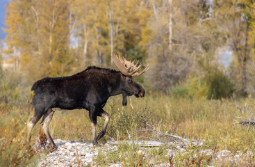 Poster - Bull Moose during the Rut in Autumn in Wyoming