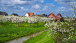 Obstblüte Niedersachsen Altes Land HD