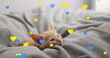 Image of heart icons over cat in bed