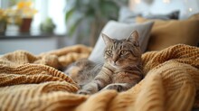 Tabby Cat Lounging On A Knitted Blanket