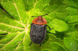 Rothalsige Silphe Aaskäfer makro auf Blatt