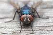 Fliege makro auf Holztisch