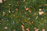 Fototapeta Na drzwi - men legs standing on grass field covered with autumn oak leaves