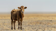 A thirsty livestock, with barren fields as the background, during a heatwave-induced water shortage
