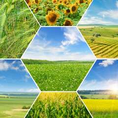 Wall Mural - Fields with agricultural plants. Photo collage.