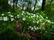 Gwiazdnica wielkokwiatowa (Stellaria holostea) jest rosliną która masowo kwitnie w lasach grądowych od wczesnej wiosny