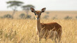 Elegant Gaze. Young Impala Amidst the Golden Savannah Grasses
