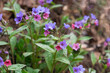 Pulmonaria blooms in different shades of purple in one inflorescence. First spring flowers.