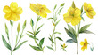 Collection of evening primrose flowers watercolor cutout png isolated on white or transparent background
