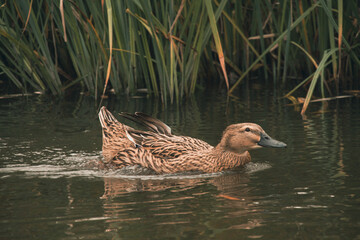 duck on the water