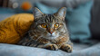 Stylized cat sitting,Funny portrait arrogant short-haired domestic tabby cat relaxing at home

