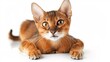 Abyssinian cat on isolated background