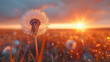 Dandelion in water drops stand in the field in the sunset sunlights, background with copy space, summer concept