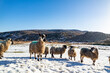 Flock of sheep at a snow covered meadow in County Donegal - Ireland