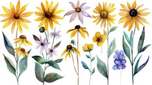 Collection Of Black Eyed Susan Flowers Watercolor Cutout Png Isolated On White Or Transparent Background
