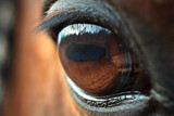 Fototapeta Konie - beautiful  expressive eye of the bay  horse. ultra detaild and sharp macro shot