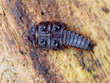 Trilobite beetle - Platerodrilus ruficollis in Taman Negara National Park, Malaysia