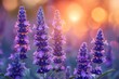 Close-up of lavender flowers with detailed petals highlighted by the warm glow of the setting sun in the background