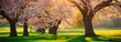 Cherry trees flowers, spring panoramic background