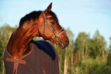 Fototapeta Konie - portrait of bay  sportive stallion  horse in cover blanket at summer evening