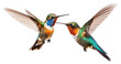 PNG Hummingbird animal beak wildlife transparent background