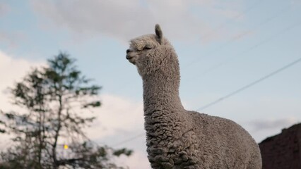 Wall Mural - Alpacas standing in profile in the Andes mountain range surrounded by vegetation and clouds with blue sky at sunset illuminated with natural light in the heights of Peru in Latin America