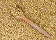 Wheat grains in a wooden spoon on scattered grains of wheat. Top view. Close-up. Selective focus.