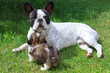 French bulldog and shih tzu puppy playing in the garden
