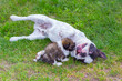French bulldog and shih tzu puppy playing in the garden