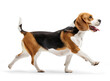 © FP Creative Stock - Cute happy beagle dog in walking pose, side profile view on isolated background