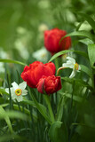 Fototapeta  - czerwone pełne tulipany, i białe narcyze, wiosenne kwiaty	