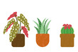 Polka Dot Plant, Zebra Plant, and Cactus Illustrated Icons