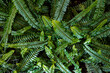 Fern leaf texture and background