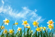 Blooming White and Yellow Daffodils Against a Clear Blue Sky in Springtime, A vibrant display of white and yellow daffodils in full bloom, reaching upwards towards the bright blue sky adorned with wis