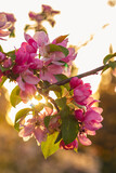 Fototapeta Na ścianę - Kwitnące jabłonie wiosną, ogrodowe rośliny