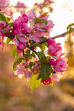 Fototapeta Na ścianę - Kwitnące jabłonie wiosną, ogrodowe rośliny