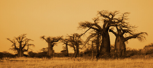 Poster - a large baoboa tree stands near some bushes and trees