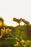 Fototapeta Na ścianę - Knieć błotna. Kaczeniec żółty: Caltha Palustris. Żółta roślina błotna.