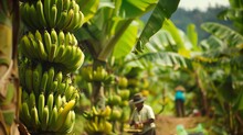 Man Harvesting Bananas From A Banana Tree In A Plantation