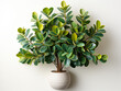 Lush rubber plant in a white ceramic pot on a clean background