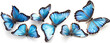  butterflies isolated on white background Color monarch butterfly A collection of blue butterflies with blue wings.