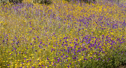 flores no campo