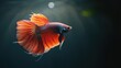 Betta fish, a Siamese fighting fish, known for its vibrant rosetail and half-moon shape, gracefully swims against a dark background.