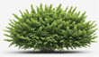 © rodrigo - single rounded green garden bush, cut out, white background , detailed