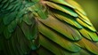 Close-up of a green feather from a parrot.